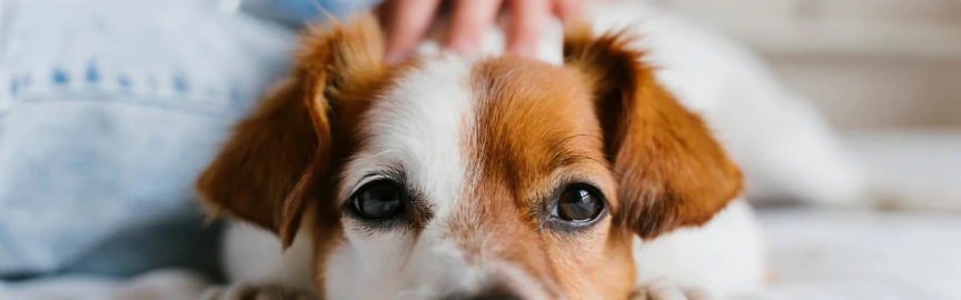Pet Shows and Animal Events in Mumbai