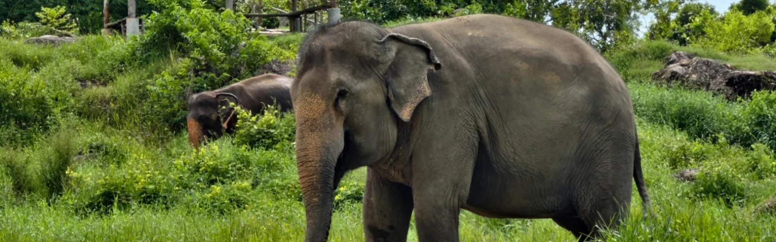 Tungareshwar Wildlife Sanctuary: Adventure Near Mumbai