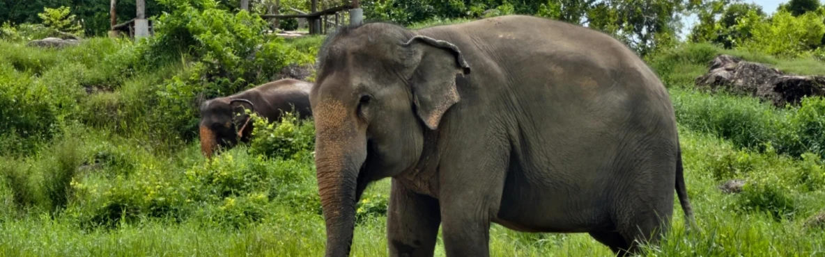 Tungareshwar Wildlife Sanctuary: Adventure Near Mumbai