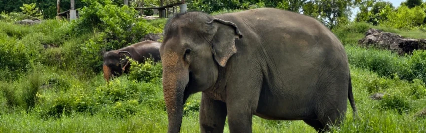 Tungareshwar Wildlife Sanctuary: Adventure Near Mumbai