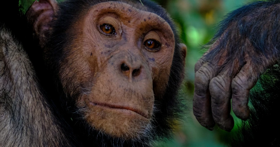 Sanctuari Hidupan Liar Tungareshwar. Pengembaraan Dekat Mumbai