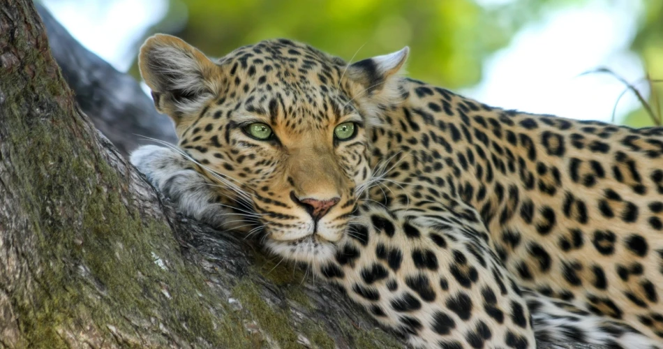 Sanctuari Hidupan Liar Tungareshwar. Pengembaraan Dekat Mumbai
