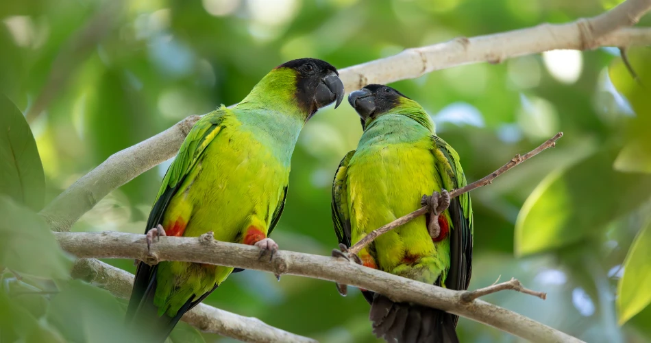 Sanctuari Hidupan Liar Tungareshwar. Pengembaraan Dekat Mumbai