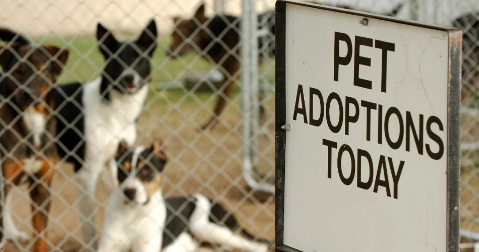 Pet Shows and Animal Events in Mumbai