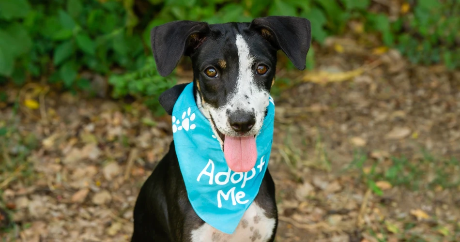 Pet Shows and Animal Events in Mumbai