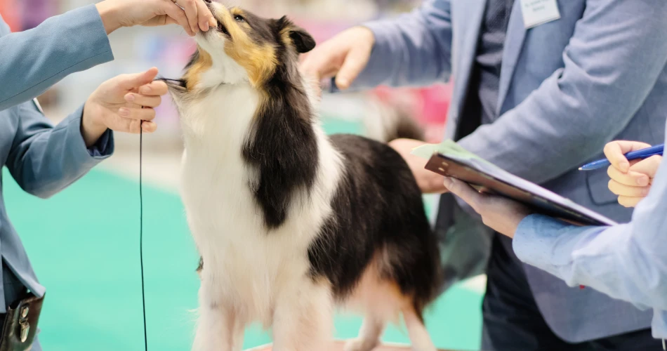 Pet Shows and Animal Events in Mumbai