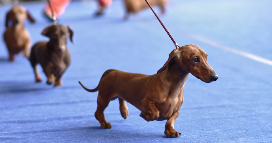 Pet Shows and Animal Events in Mumbai